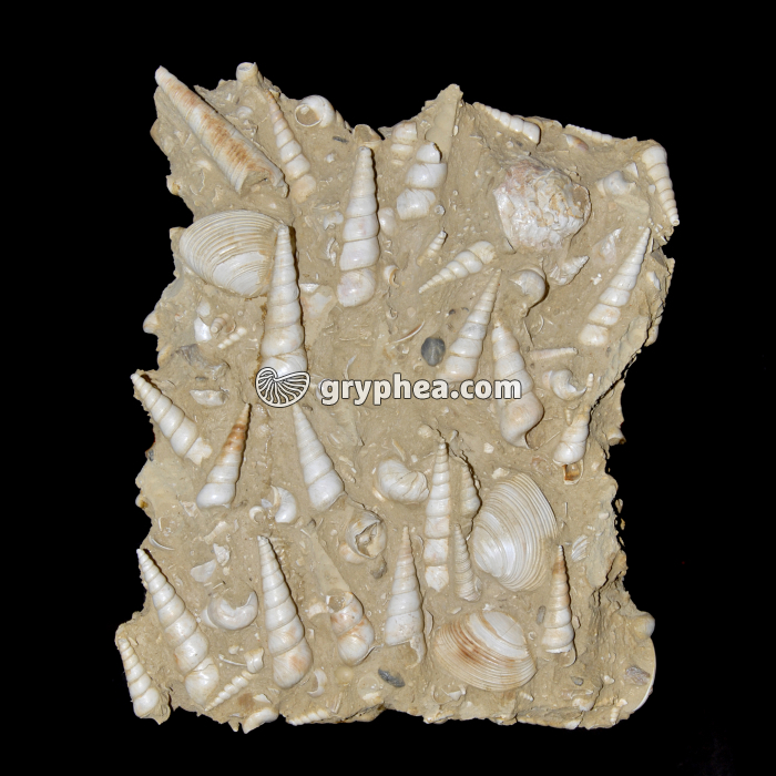 Mollusques divers (gastéropodes et bivalves) - gryphea.com